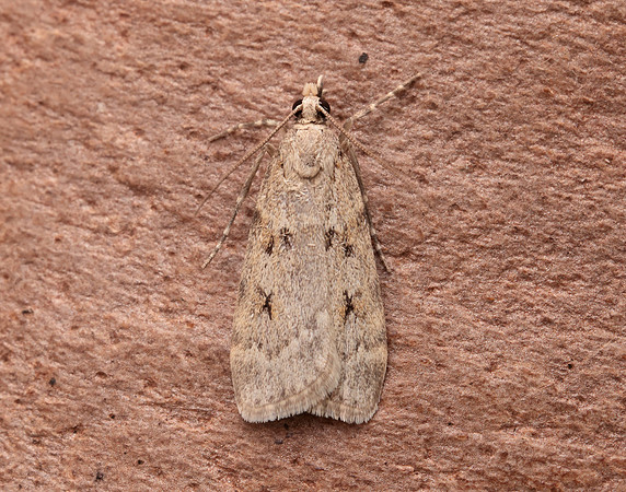 63.062 BF1332 Scoparia subfusca