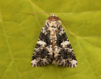 73.283 BF2171 Marbled Coronet Hadena confusa