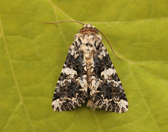 73.283 BF2171 Marbled Coronet Hadena confusa