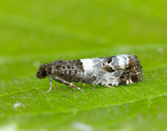 49.298 BF1176  Notocelia trimaculana