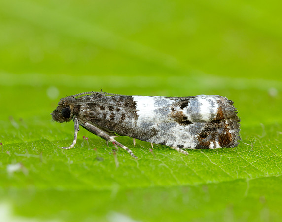 49.298 BF1176  Notocelia trimaculana