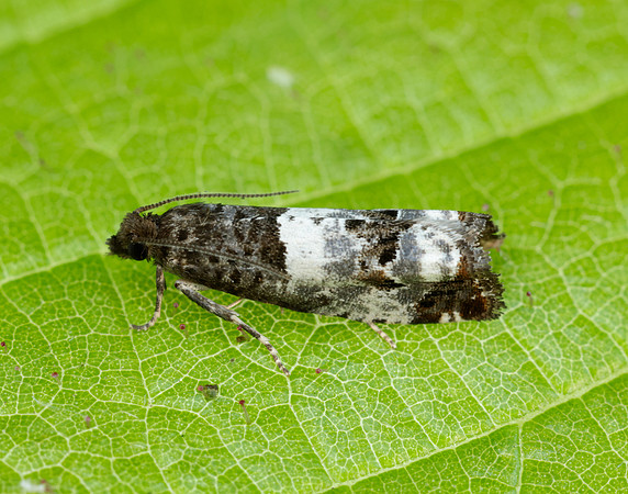 49.298 BF1176  Notocelia trimaculana