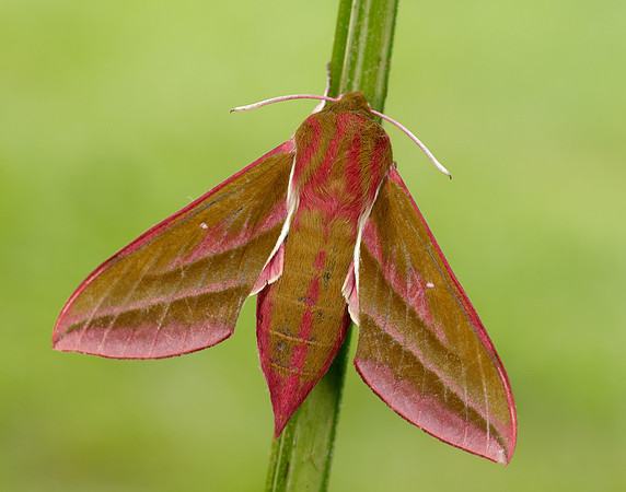 69.016 BF1991 Elephant Hawk-moth Deilephila elpenor