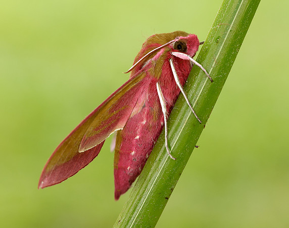 69.016 BF1991 Elephant Hawk-moth Deilephila elpenor