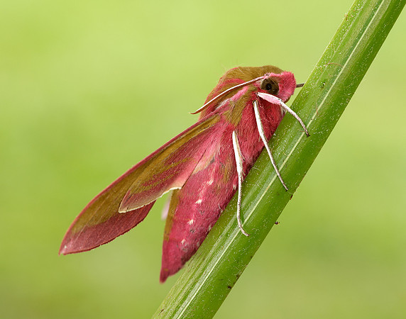 69.016 BF1991 Elephant Hawk-moth Deilephila elpenor