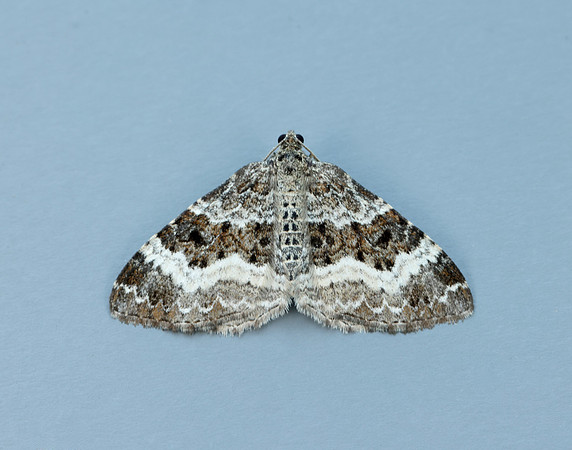 70.061 BF1738 Common Carpet Epirrhoe alternata
