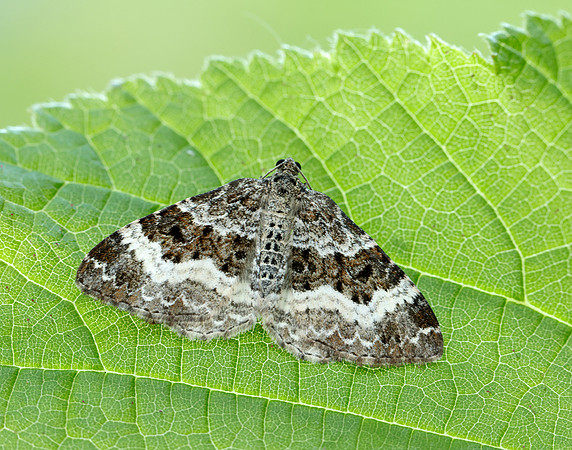 70.061 BF1738 Common Carpet Epirrhoe alternata