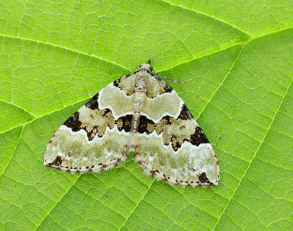 70.100 BF1776 Green Carpet Colostygia pectinataria