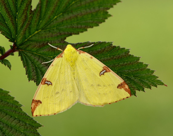 70.226 BF1906 Brimstone Moth Opisthograptis luteolata