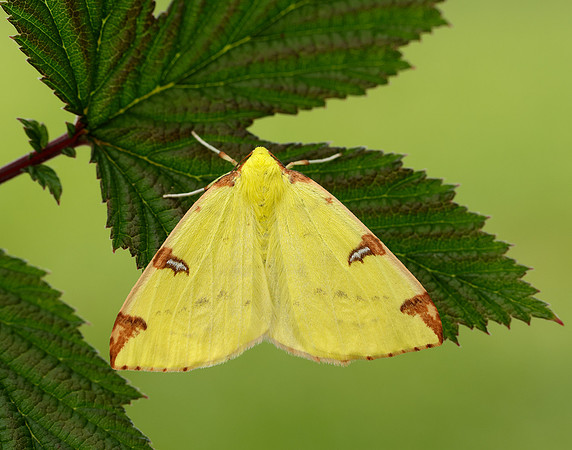 70.226 BF1906 Brimstone Moth Opisthograptis luteolata