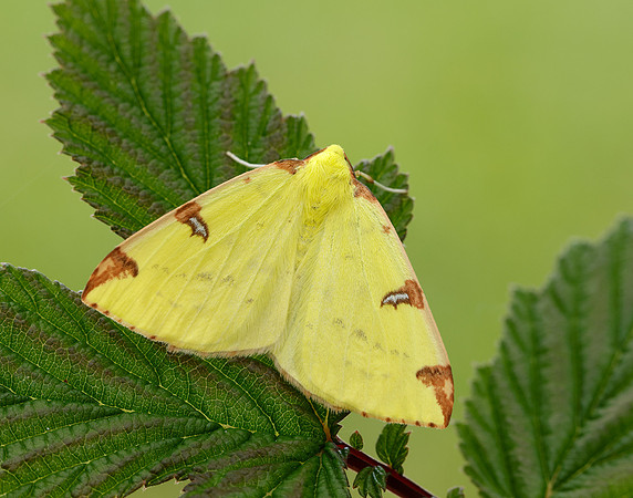 70.226 BF1906 Brimstone Moth Opisthograptis luteolata