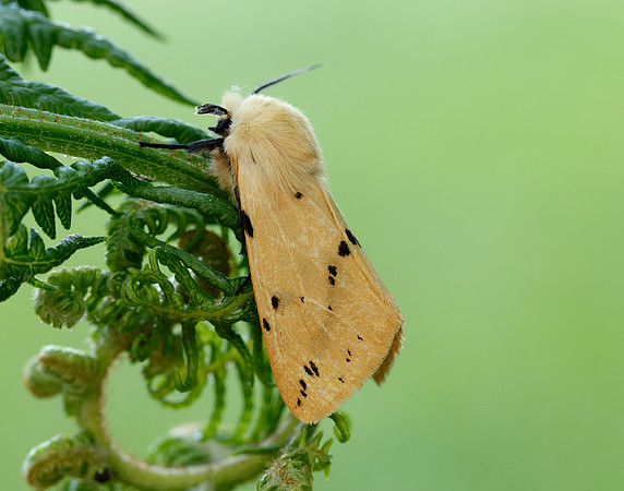 72.019 BF2061 Buff Ermine Spilosoma lutea