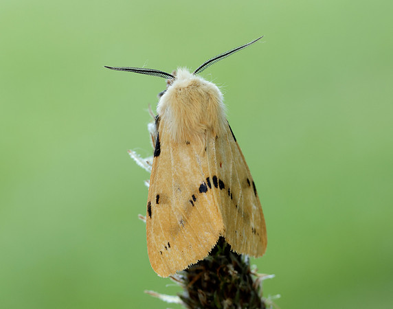 72.019 BF2061 Buff Ermine Spilosoma lutea