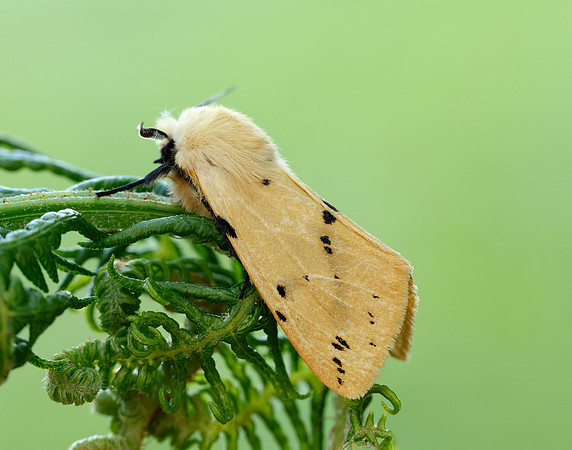 72.019 BF2061 Buff Ermine Spilosoma lutea