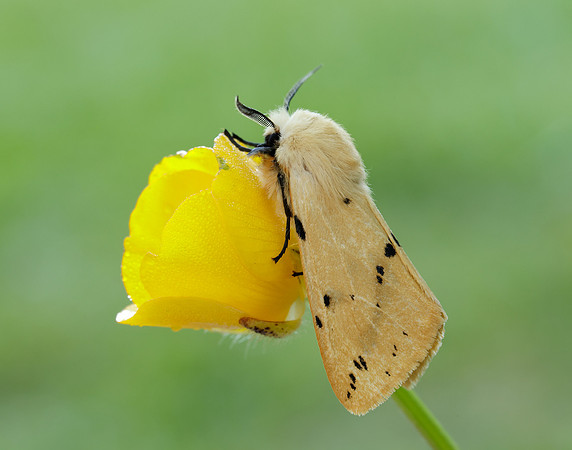72.019 BF2061 Buff Ermine Spilosoma lutea
