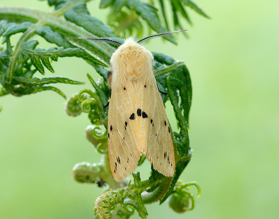 72.019 BF2061 Buff Ermine Spilosoma lutea