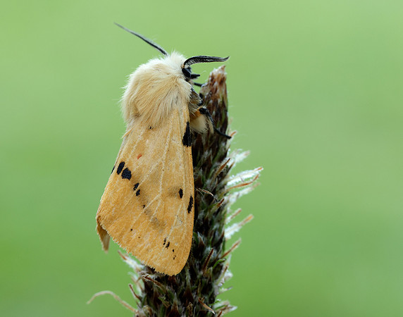 72.019 BF2061 Buff Ermine Spilosoma lutea