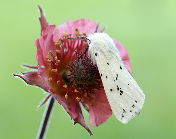 72.020 BF2060 White Ermine Spilosoma lubricipeda