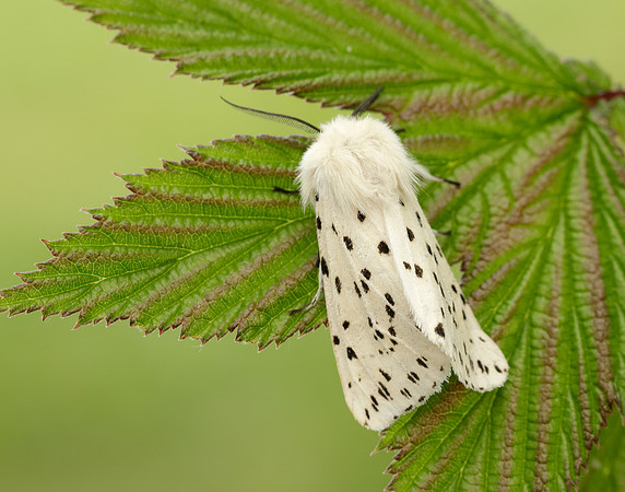 72.020 BF2060 White Ermine Spilosoma lubricipeda