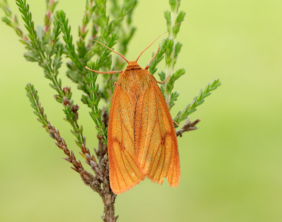 72.023 BF2059 Clouded Buff Diacrisia sannio