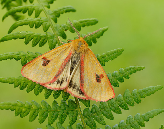 72.023 BF2059 Clouded Buff Diacrisia sannio