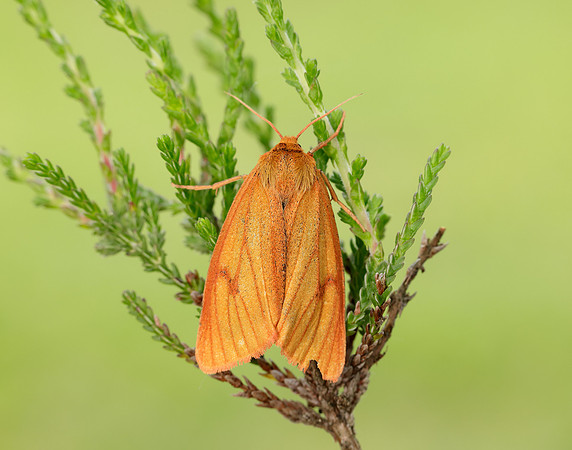 72.023 BF2059 Clouded Buff Diacrisia sannio