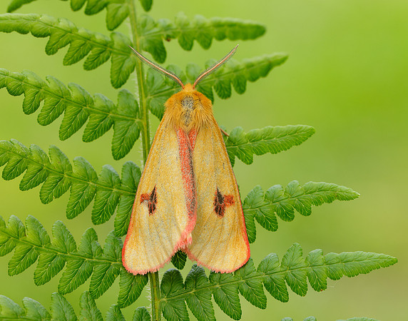 72.023 BF2059 Clouded Buff Diacrisia sannio