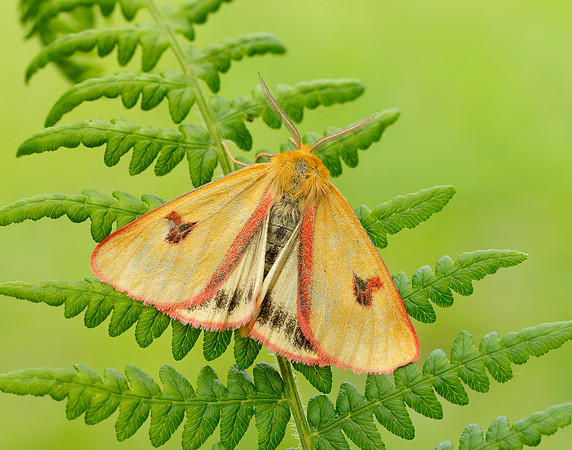72.023 BF2059 Clouded Buff Diacrisia sannio