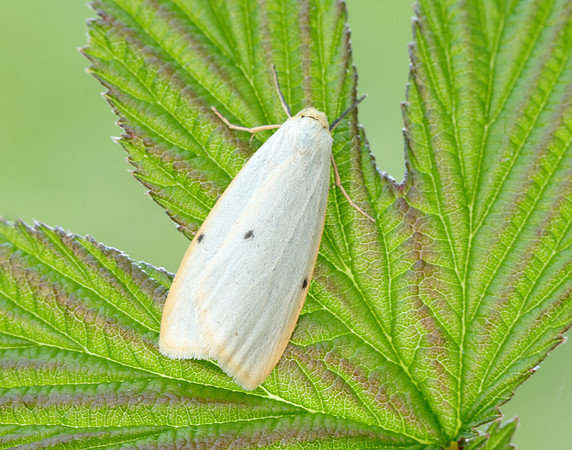 72.038 BF2040 Four-dotted Footman Cybosia mesomella