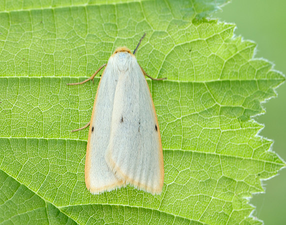 72.038 BF2040 Four-dotted Footman Cybosia mesomella
