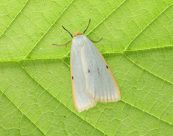 72.038 BF2040 Four-dotted Footman Cybosia mesomella