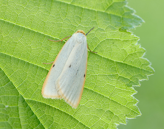72.038 BF2040 Four-dotted Footman Cybosia mesomella