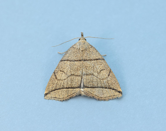 72.055 BF2492 Small Fan-foot Herminia grisealis