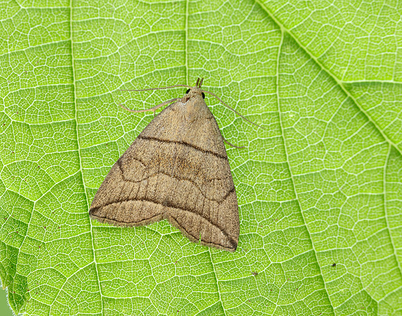 72.055 BF2492 Small Fan-foot Herminia grisealis
