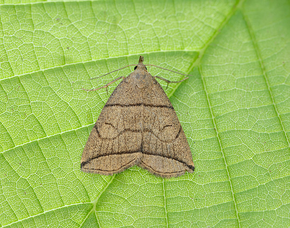 72.055 BF2492 Small Fan-foot Herminia grisealis