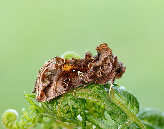 73.016 BF2442 Beautiful Golden Y Autographa pulchrina