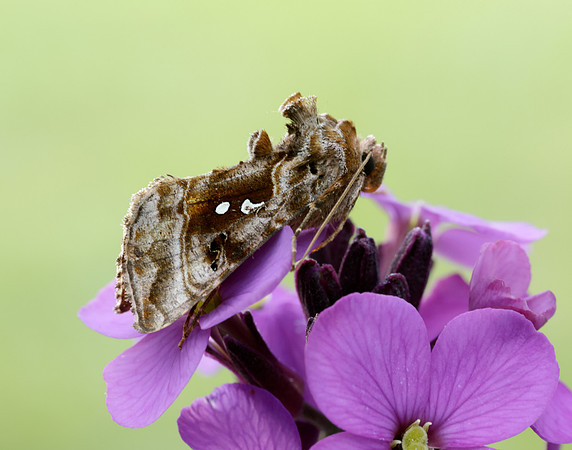 73.016 BF2442 Beautiful Golden Y Autographa pulchrina