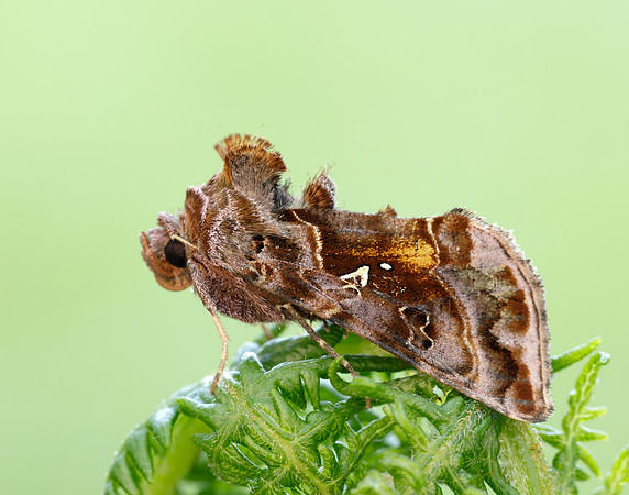 73.016 BF2442 Beautiful Golden Y Autographa pulchrina