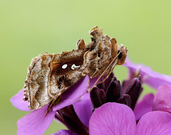 73.016 BF2442 Beautiful Golden Y Autographa pulchrina