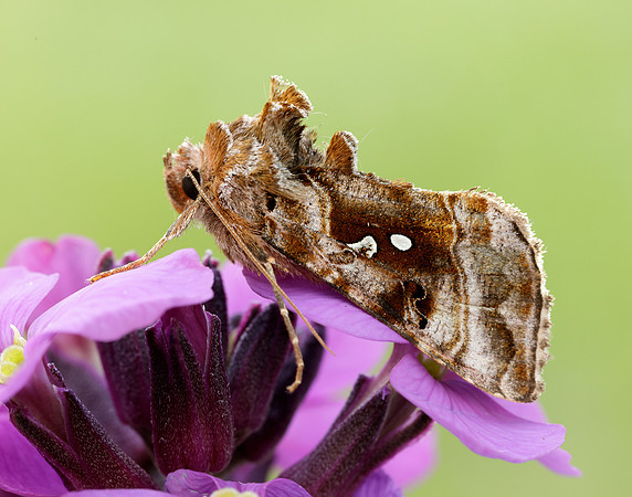 73.016 BF2442 Beautiful Golden Y Autographa pulchrina