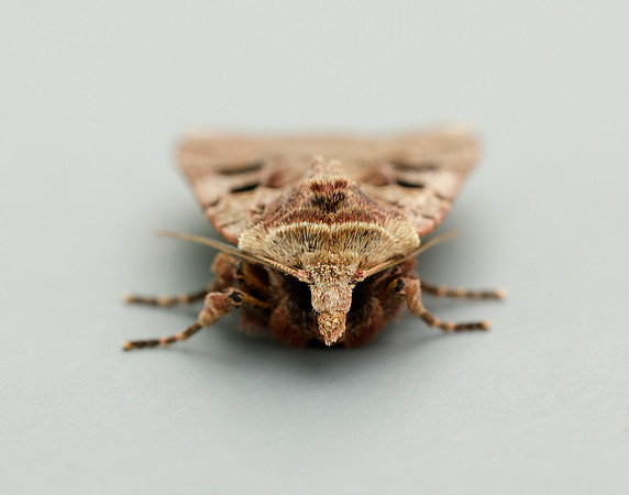 73.361 BF2128 Double Square-spot Xestia triangulum