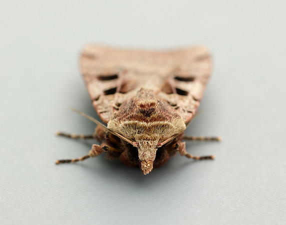 73.361 BF2128 Double Square-spot Xestia triangulum