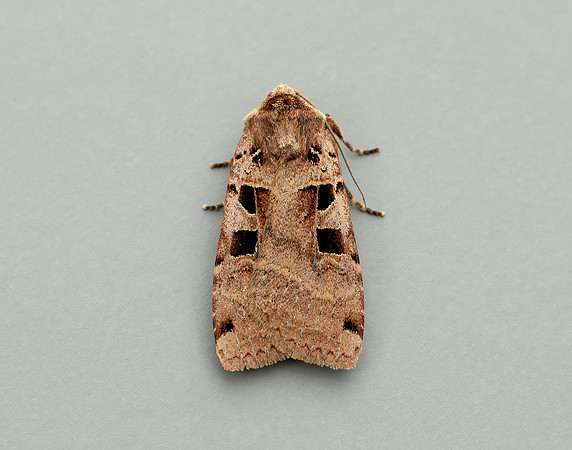 73.361 BF2128 Double Square-spot Xestia triangulum