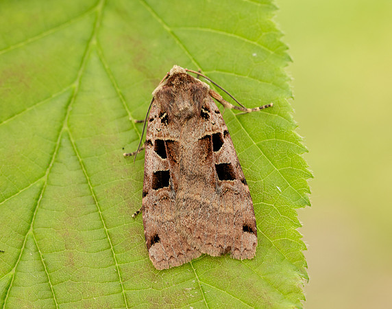 73.361 BF2128 Double Square-spot Xestia triangulum