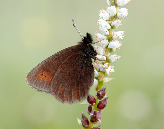 Mountain Ringlet Erebia epiphron