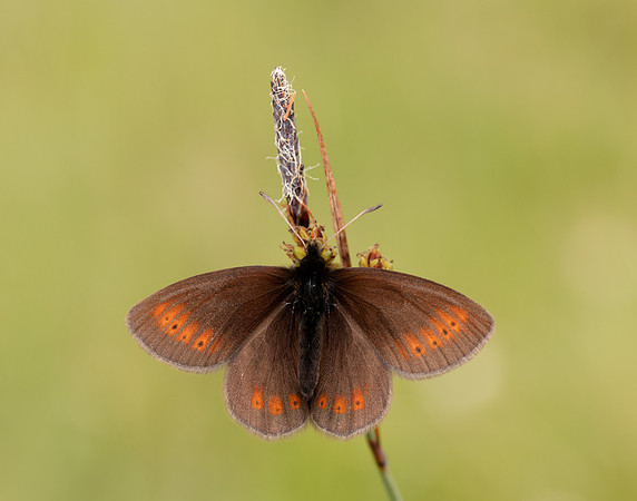 Mountain Ringlet Erebia epiphron