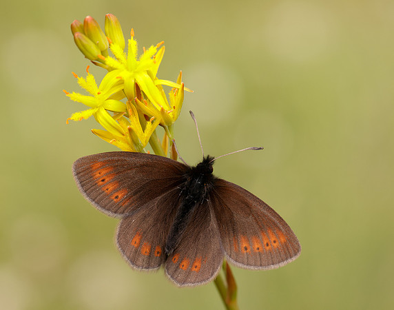 Mountain Ringlet Erebia epiphron