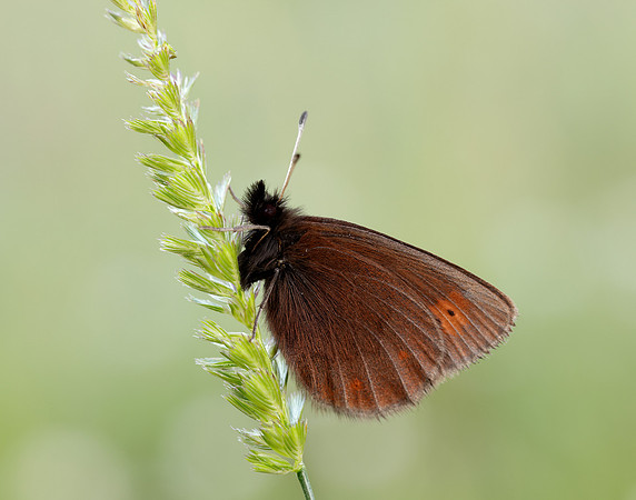 Mountain Ringlet Erebia epiphron