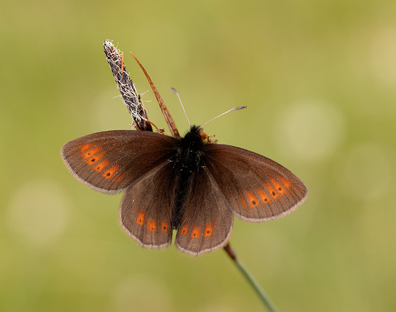 Mountain Ringlet Erebia epiphron