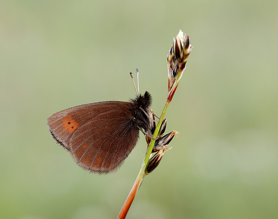 Mountain Ringlet Erebia epiphron